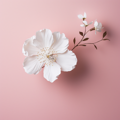 White A4 Thick Wafer Paper 5pk