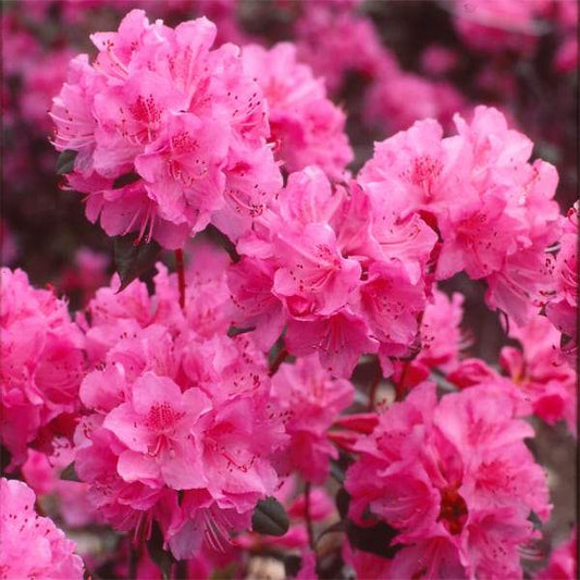 Bright pink blooming flowers with lush green foliage, perfect for eco-friendly party decor.